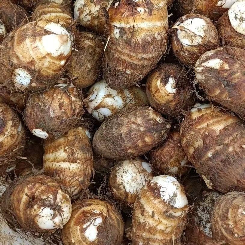 大芋头（约1.7斤/份）