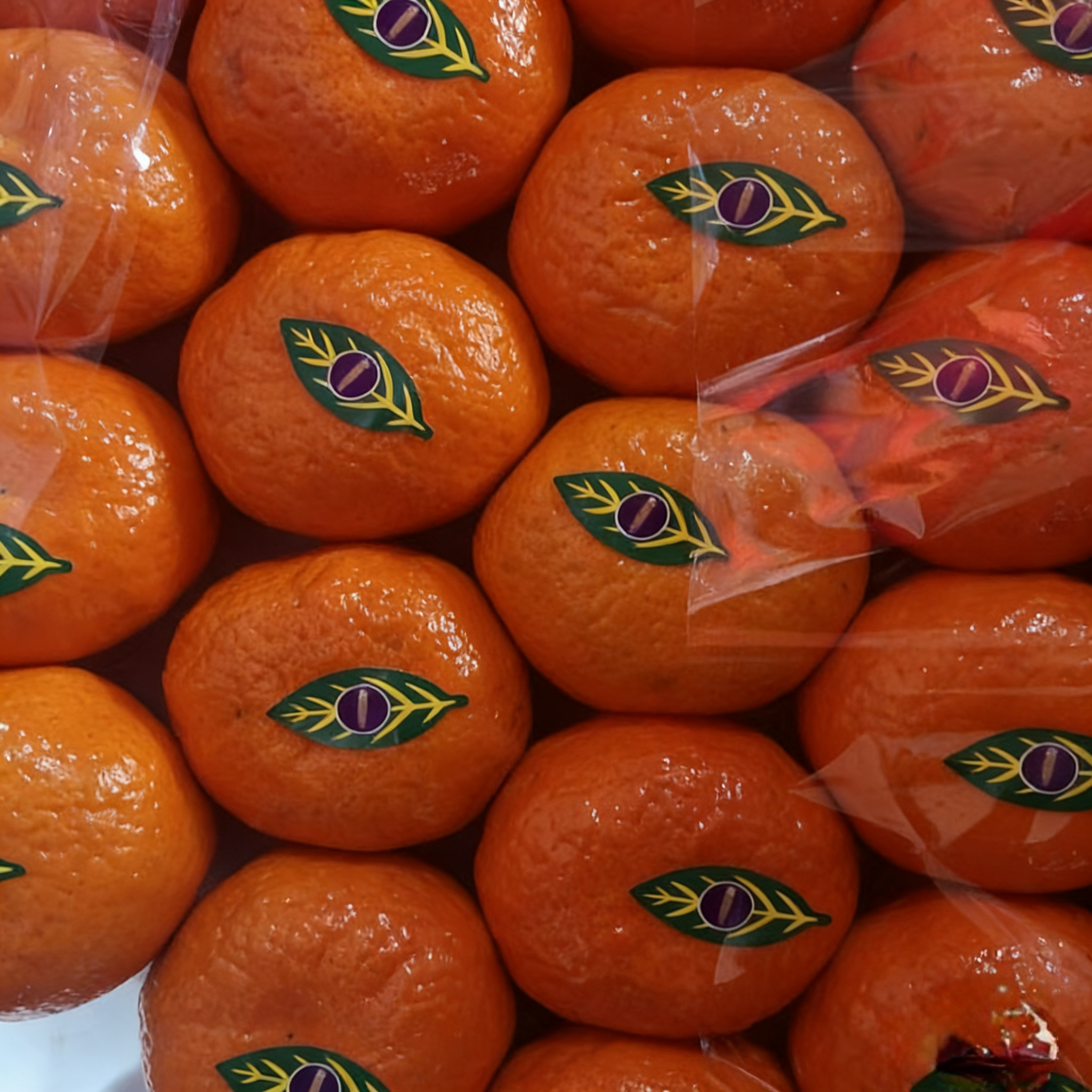 柳叶橘（约1500g/份）